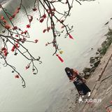 木棉花开 飞絮濛濛
