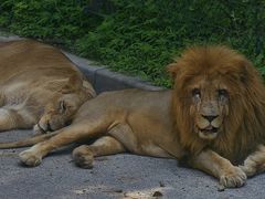 -大连森林动物园