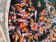 -南宫五洲植物乐园