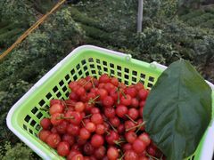 -樱桃山旅游景区