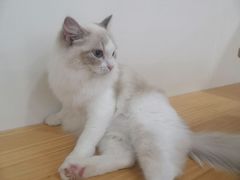 -李小姐の猫咖啡馆(五角场店)