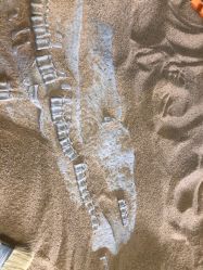 -恐龙探索乐园(磁器口店)