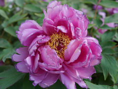 -莲花池公园