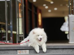 -周门传统竹升面