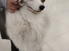 -安格丽娜·狗咖·猫咖羊驼咖(春熙路百盛商场店)