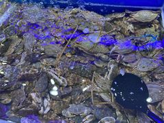 螃蟹-澜悦港海鲜体验主题餐厅