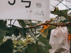 -宏泰园蔬果专业合作社
