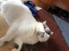 -灵美宠物诊所