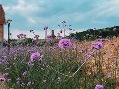 -大塘金香草谷