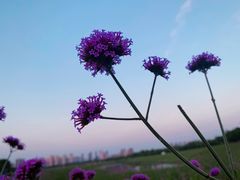 -洋湖国家湿地公园