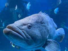 -太平洋海底世界