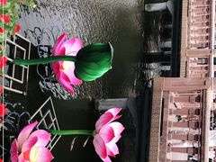 -豫园湖心亭茶楼