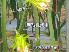 -米果果小镇
