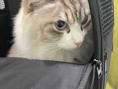 -艾吉宠物医院·疑难杂症转诊中心·猫友好(碧江路院)