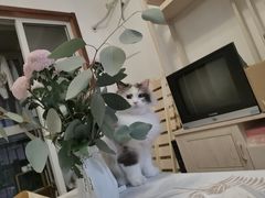 -凯瑞希宠物医院·狂犬免疫·微创·皮肤科
