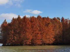 -上海海湾国家森林公园