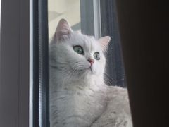 -心仪动物医院·牙专科·肿瘤·心脏科(西客站院)