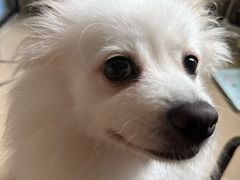 -博特宠物医院24h犬猫全科.骨科·异宠