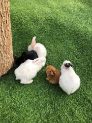 -萌宠亲子动物乐园(槐房万达店)