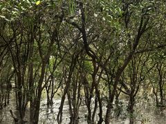 -宝安西湾红树林湿地公园