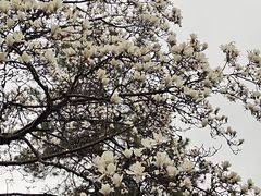 -杭州植物园