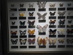 -上海昆虫博物馆