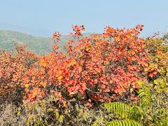 -北京西山国家森林公园
