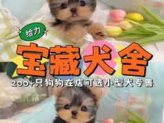 -萌宠之家·腊肠犬·马尔泰·小体犬舍