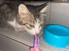 -瑞派名望24h动物医院异宠专科·猫专科·骨科·重症监护分院