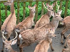 -贵州森林野生动物园