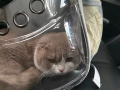 -瑞派康怡24h宠物医院·犬猫医疗中心·微创绝育(瑞景分院)