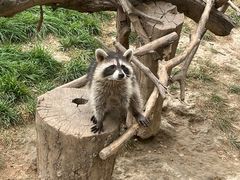 -辛玛王国游乐园