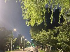-羊山湖公园