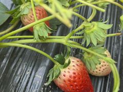 -喜杨洋草莓采摘园