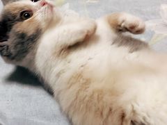 -欣宠猫屋·矮脚拿破仑·蓝金金渐层