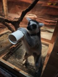 -Zoolung Zoolung动物主题公园(海信广场店)