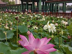 -莲花池公园