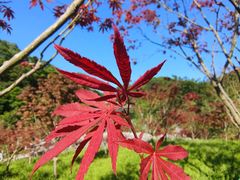 -广州市帽峰山景区