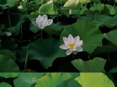 -梁鸿国家湿地公园