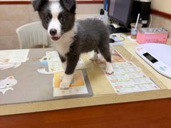 -艾贝尔宠物医院·狂犬免疫点(江山金象城店)