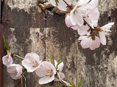 -白水寺森林公园