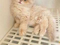 -lincat·猫舍(广州店)