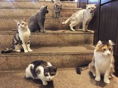 -more than meow吴止猫主题餐厅(承德 中船汇店)