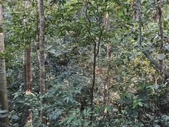 -西双版纳原始森林公园