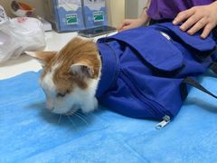 -芭比堂动物医院·犬猫全科·异宠专科(雁塔分院)