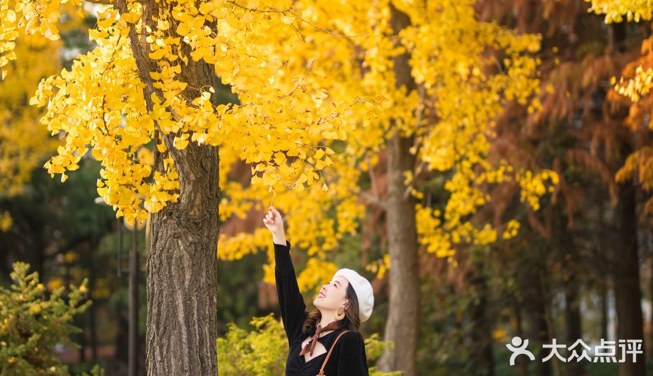 上海这片像身处国外公园的银杏林，竟如此的美🍂