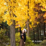 上海这片像身处国外公园的银杏林，竟如此的美🍂