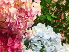 -花邻FloweringLife花艺气球派对(武康大楼店)