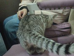 -宠爱国际动物医院·疑难骨科·心肾内科·皮肤科(太阳宫店)