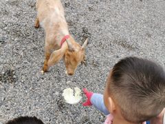 -前小桔亲子创意农场·草莓采摘·露营烧烤